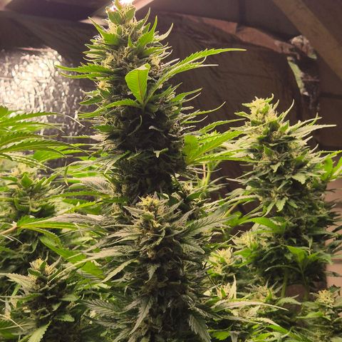Moby 🍆  growlog timeline photo