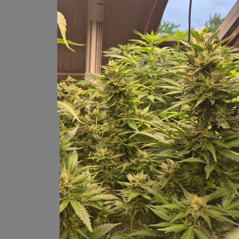 Moby 🍆  growlog timeline photo