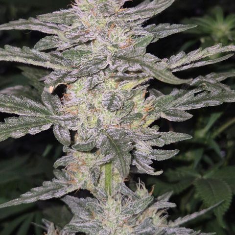 Gorilla Zkittles Auto anna growlog timeline photo