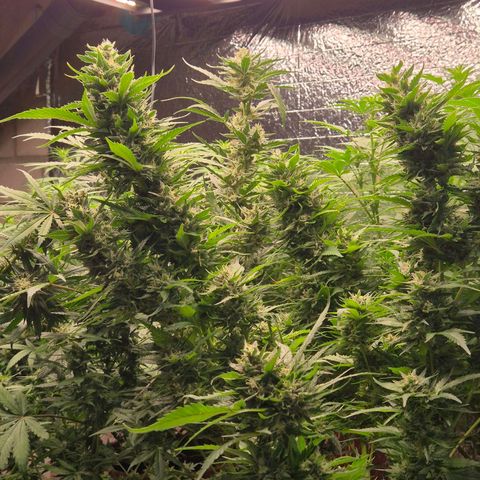 Moby 🍆  growlog timeline photo