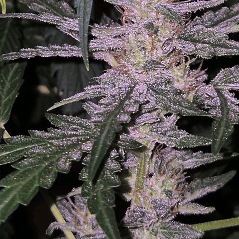 Gorilla Zkittles Auto anna growlog timeline photo