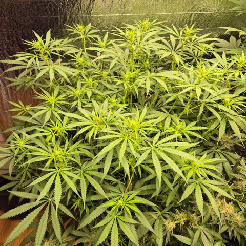 Afghani #1 (45-50bt) growlog timeline photo