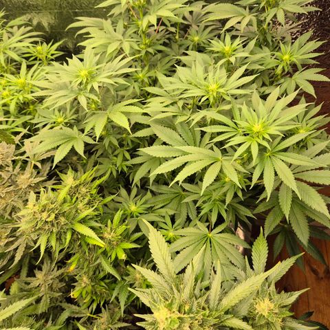 Biscotti (56-70bt) growlog timeline photo