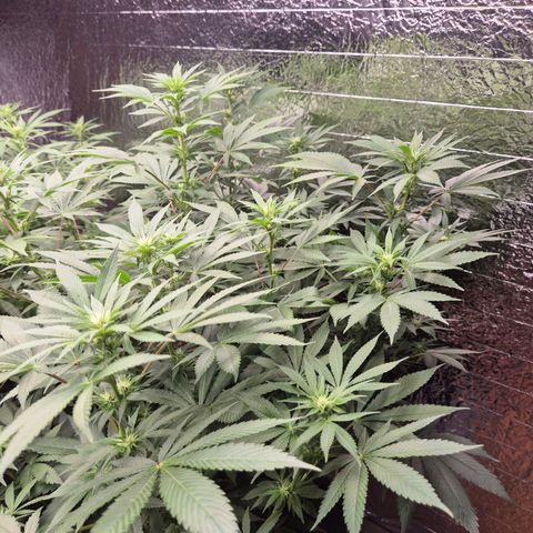 Biscotti (56-70bt) growlog timeline photo