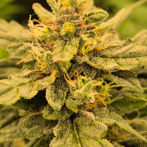 Gorilla Zkittles Auto anna growlog timeline photo