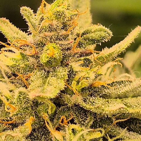 Gorilla Zkittles Auto anna growlog timeline photo