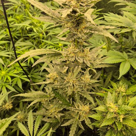 Gorilla Zkittles Auto anna growlog timeline photo