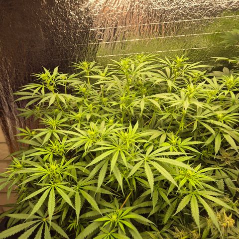 Afghani #1 (45-50bt) growlog timeline photo
