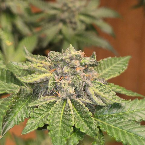 Apple crumble Ben growlog timeline photo