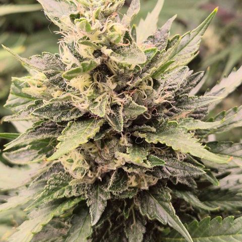 Moby 🍆  growlog timeline photo