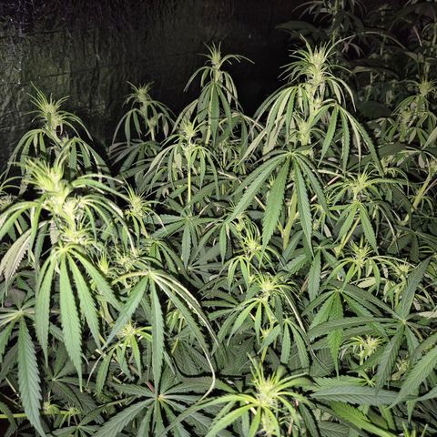 Afghani #1 (45-50bt) growlog timeline photo