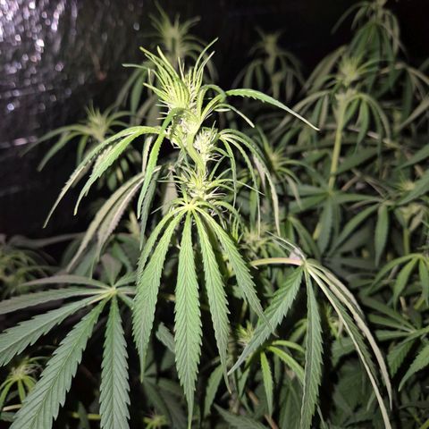 Afghani #1 (45-50bt) growlog timeline photo