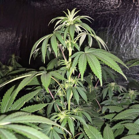 Biscotti (56-70bt) growlog timeline photo