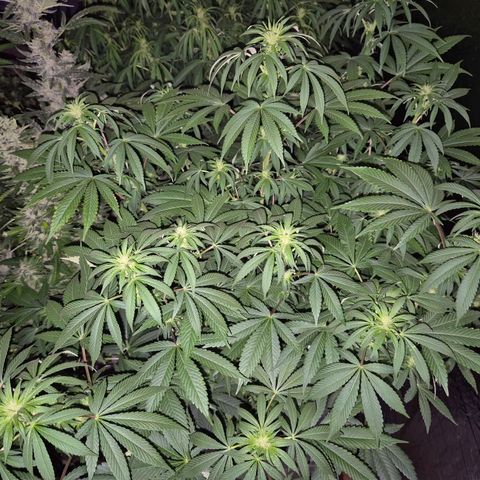 Biscotti (56-70bt) growlog timeline photo