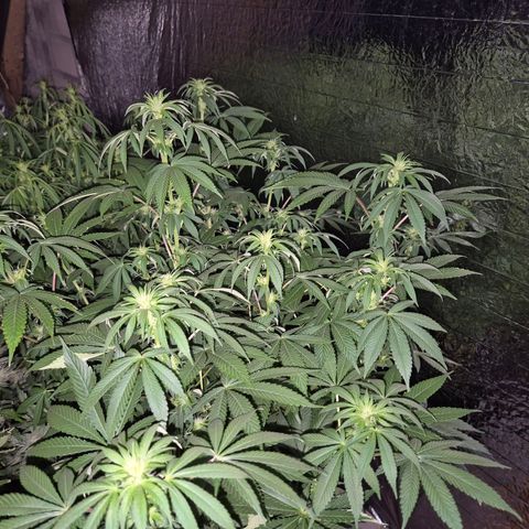 Biscotti (56-70bt) growlog timeline photo