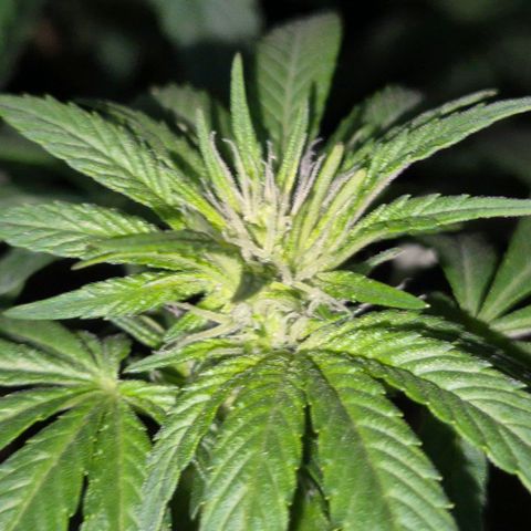 Biscotti (56-70bt) growlog timeline photo