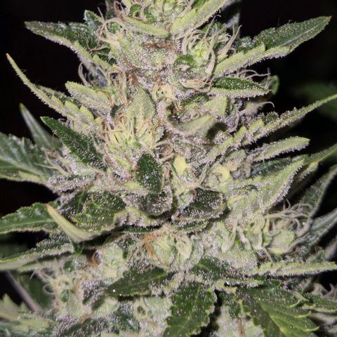 Moby 🍆  growlog timeline photo
