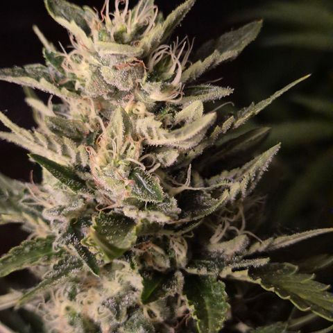 Moby 🍆  growlog timeline photo