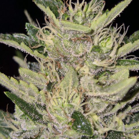 Moby 🍆  growlog timeline photo