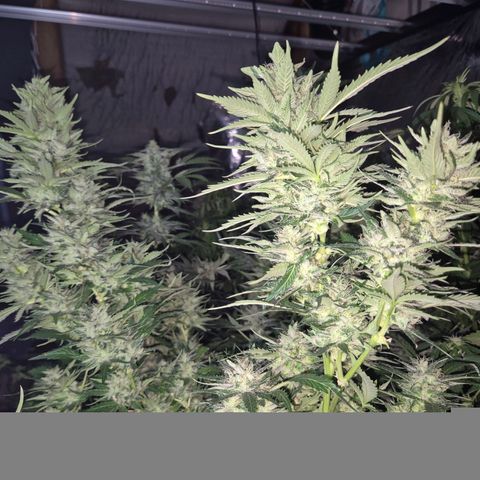 Moby 🍆  growlog timeline photo