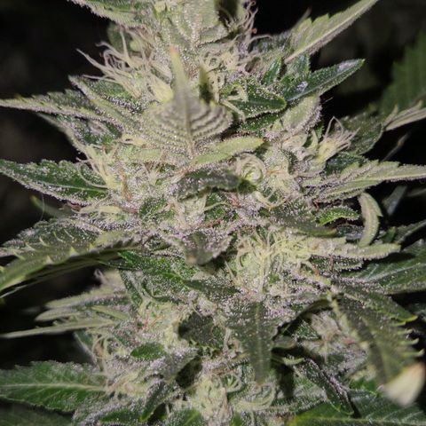 Moby 🍆  growlog timeline photo