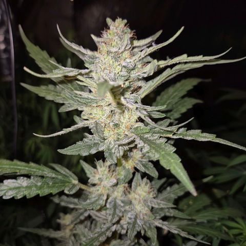 Gorilla Zkittles Auto anna growlog timeline photo