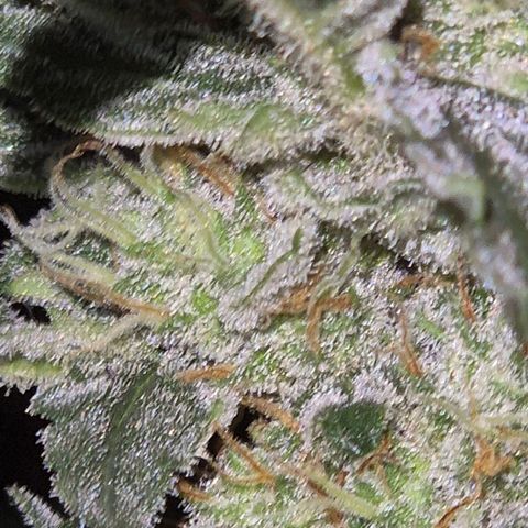 Gorilla Zkittles Auto anna growlog timeline photo