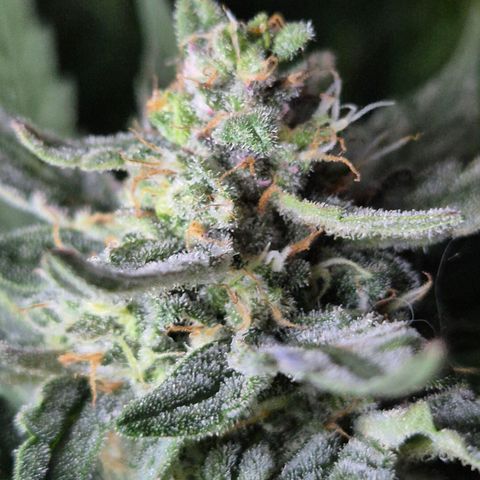Gorilla Zkittles Auto anna growlog timeline photo