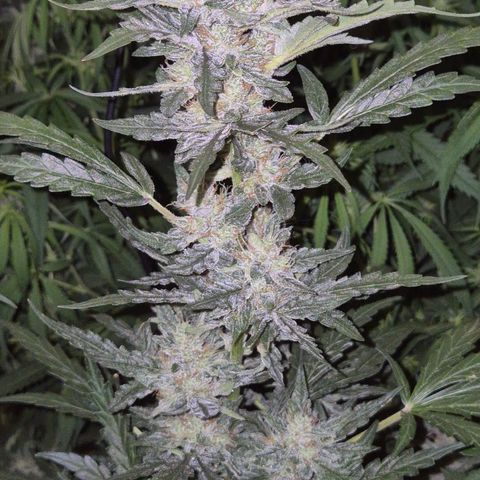 Gorilla Zkittles Auto anna growlog timeline photo