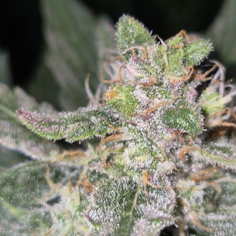 Gorilla Zkittles Auto anna growlog timeline photo