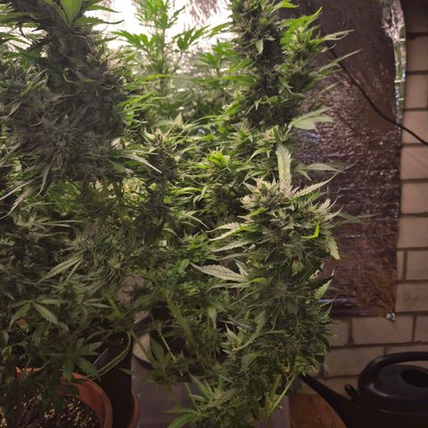 Moby 🍆  growlog timeline photo