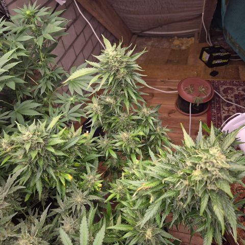 Moby 🍆  growlog timeline photo