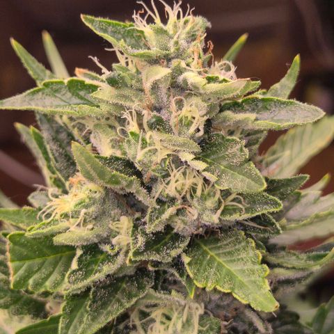 Moby 🍆  growlog timeline photo