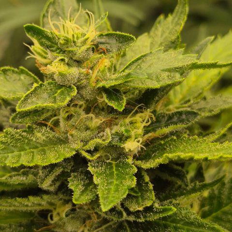 Moby 🍆  growlog timeline photo