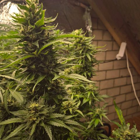Moby 🍆  growlog timeline photo
