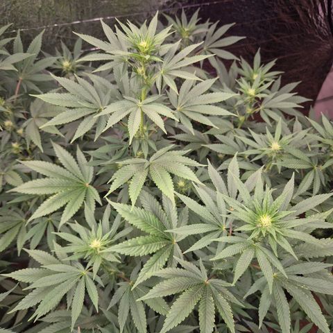 Biscotti (56-70bt) growlog timeline photo