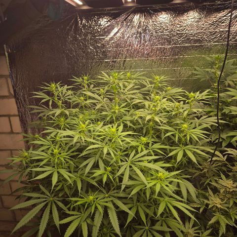 Afghani #1 (45-50bt) growlog timeline photo