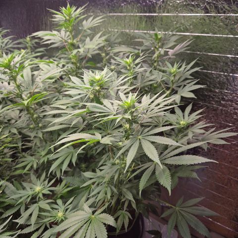 Biscotti (56-70bt) growlog timeline photo