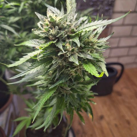 Moby 🍆  growlog timeline photo