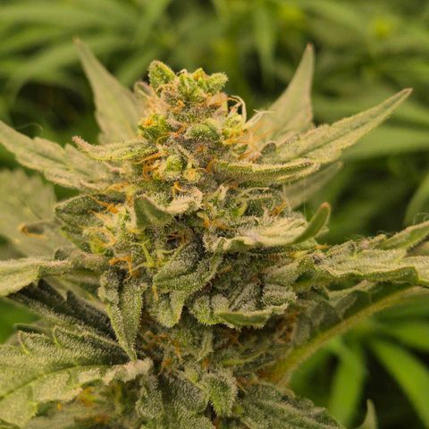 Gorilla Zkittles Auto anna growlog timeline photo
