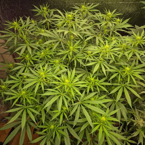 Afghani #1 (45-50bt) growlog timeline photo