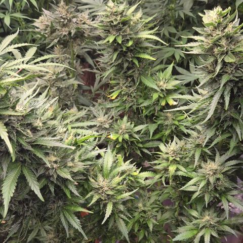 Moby 🍆  growlog timeline photo