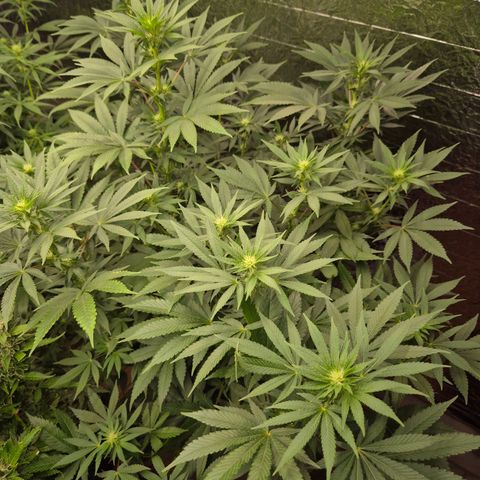 Biscotti (56-70bt) growlog timeline photo