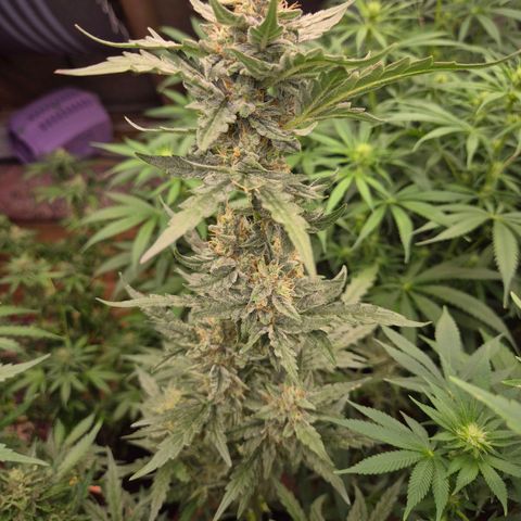 Gorilla Zkittles Auto anna growlog timeline photo