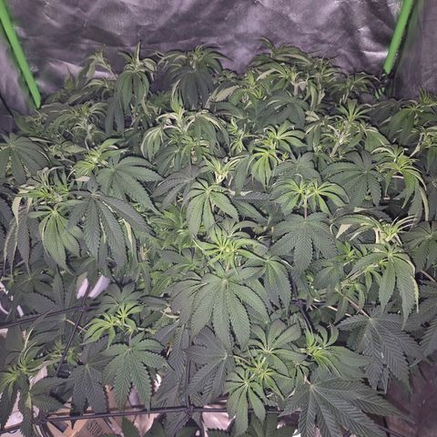 WTF- Königin Mimosa evo 👑👑👑 (65-70bt) growlog photo: Leicht entlaubt
