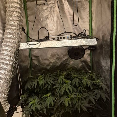WTF- Königin Mimosa evo 👑👑👑 (65-70bt) growlog photo: Leicht entlaubt