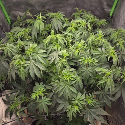 WTF- Königin Mimosa evo 👑👑👑 (65-70bt) growlog timeline photo