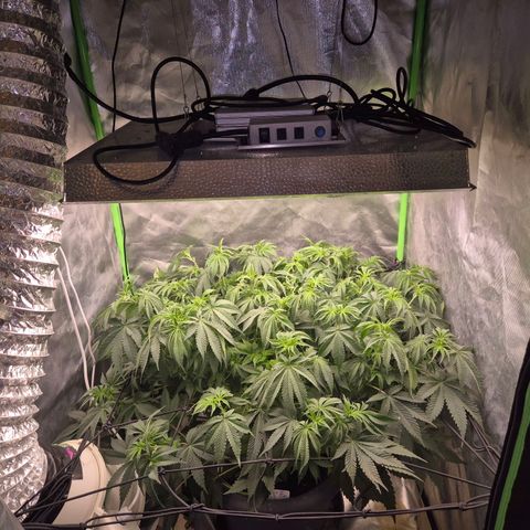 WTF- Königin Mimosa evo 👑👑👑 (65-70bt) growlog timeline photo