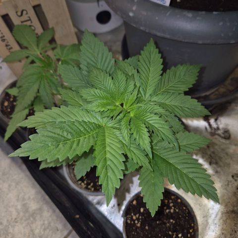 💚Bubba kush 🦝 (56-63 BT) growlog timeline photo