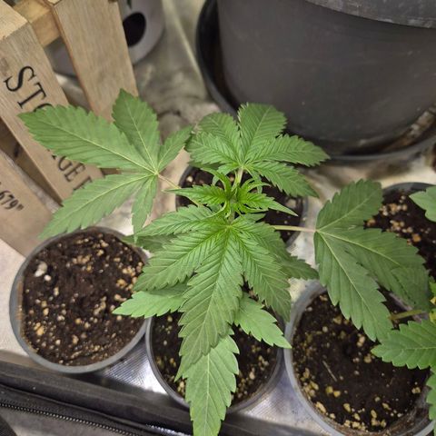Ice cream cake 🍰 & permanent marker🖊(65-73bt) growlog timeline photo